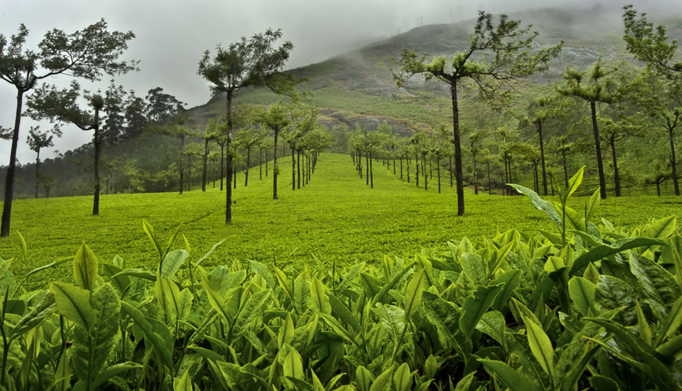 Munnar Tea Plantations