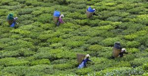 Tea garden labourers pluck tea leaves in Sikkim