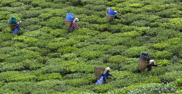 Tea garden labourers pluck tea leaves in Sikkim
