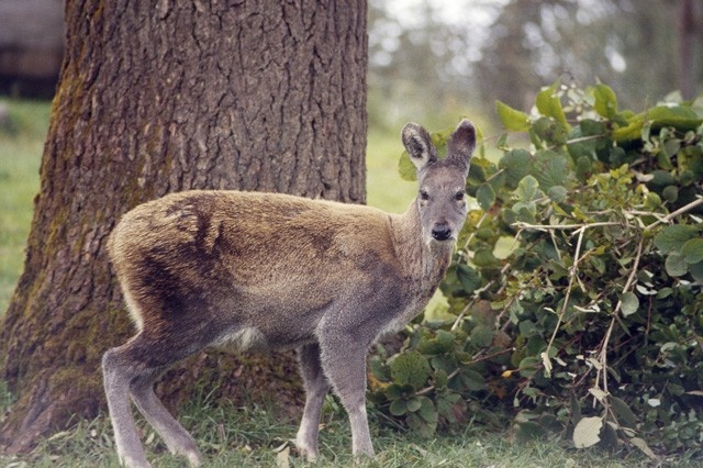 Chaukori Musk Deer