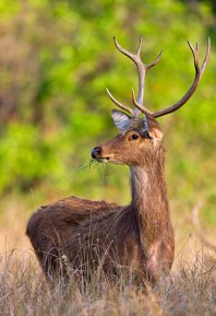 Kanha Barasingha Animal 1