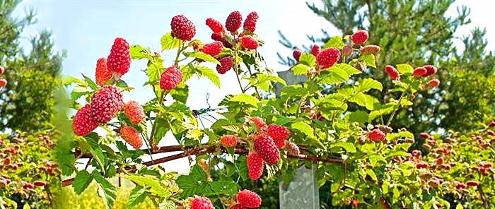 Ranikhet Chaubatia Banner